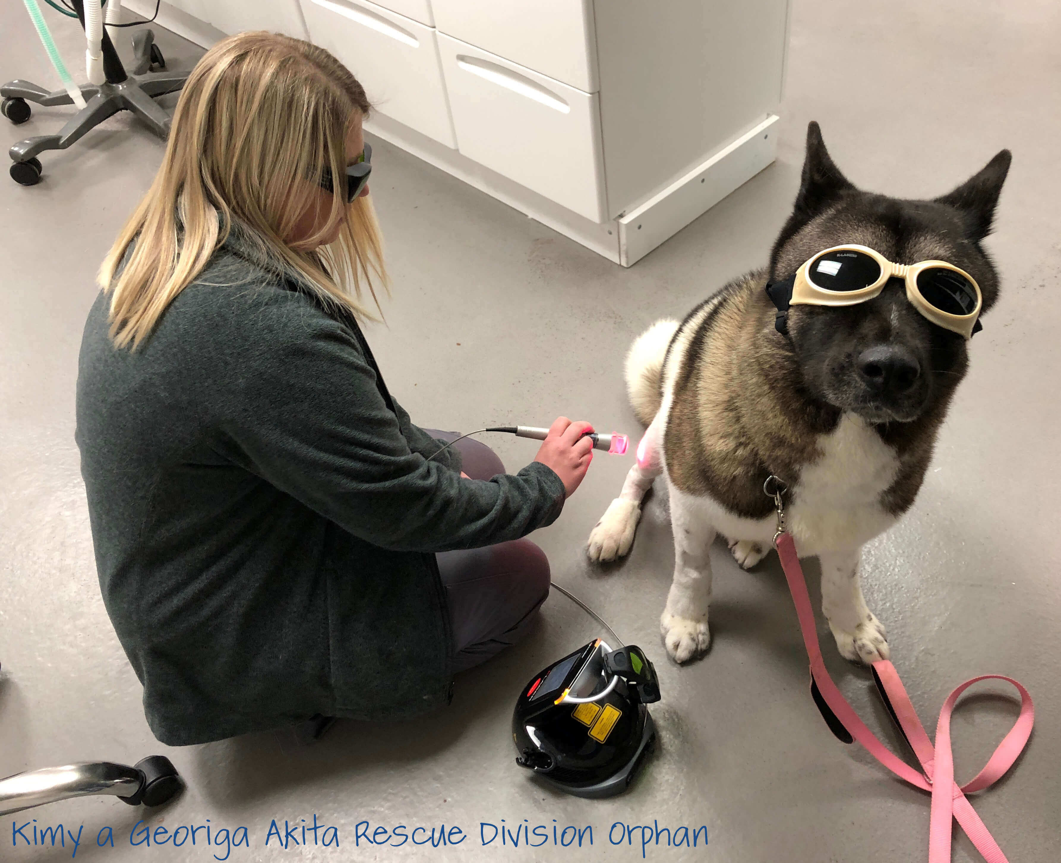 Laser Therapy For Dogs  What You Need To Know