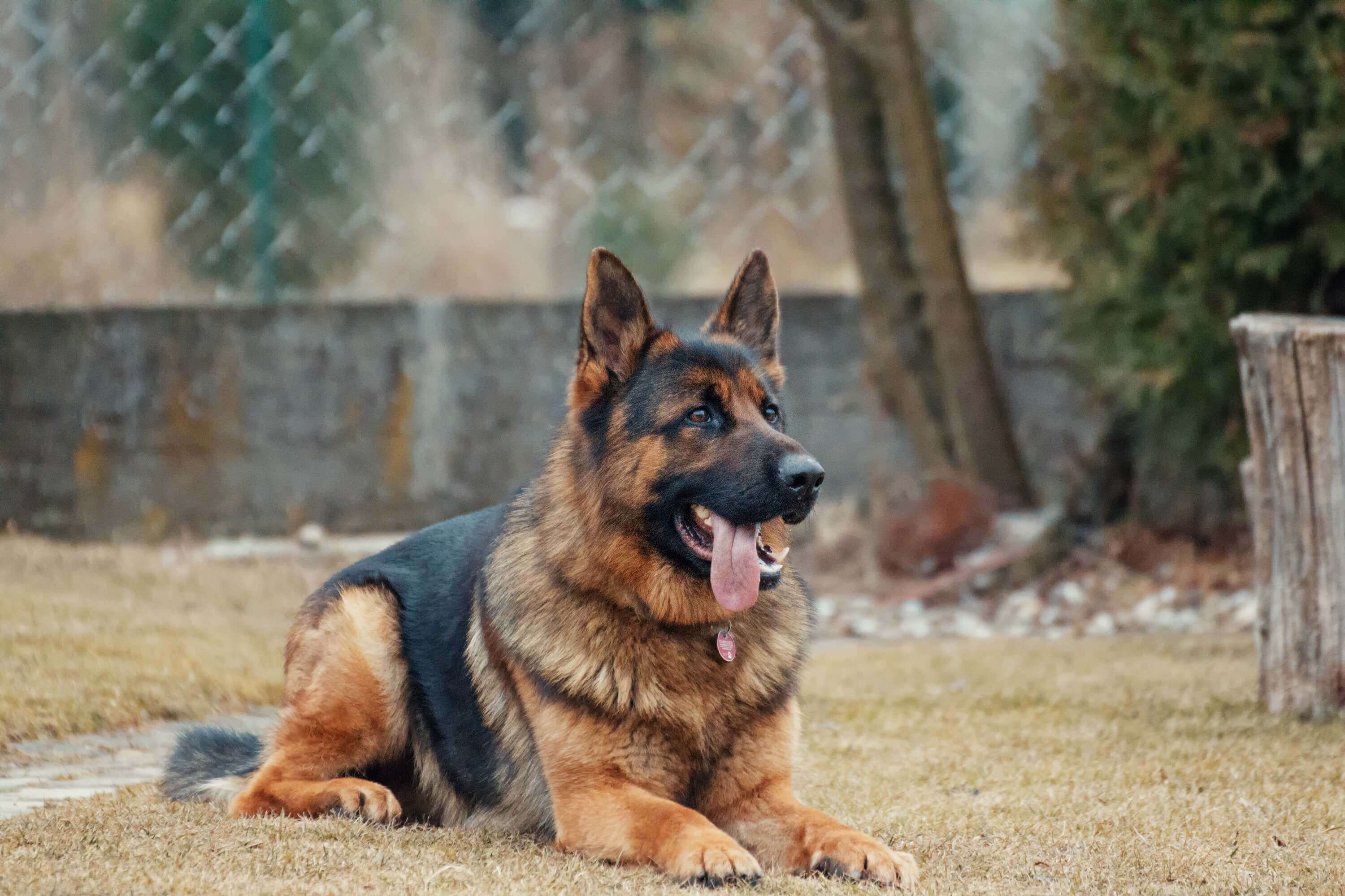 The Most Protective Dog Breeds