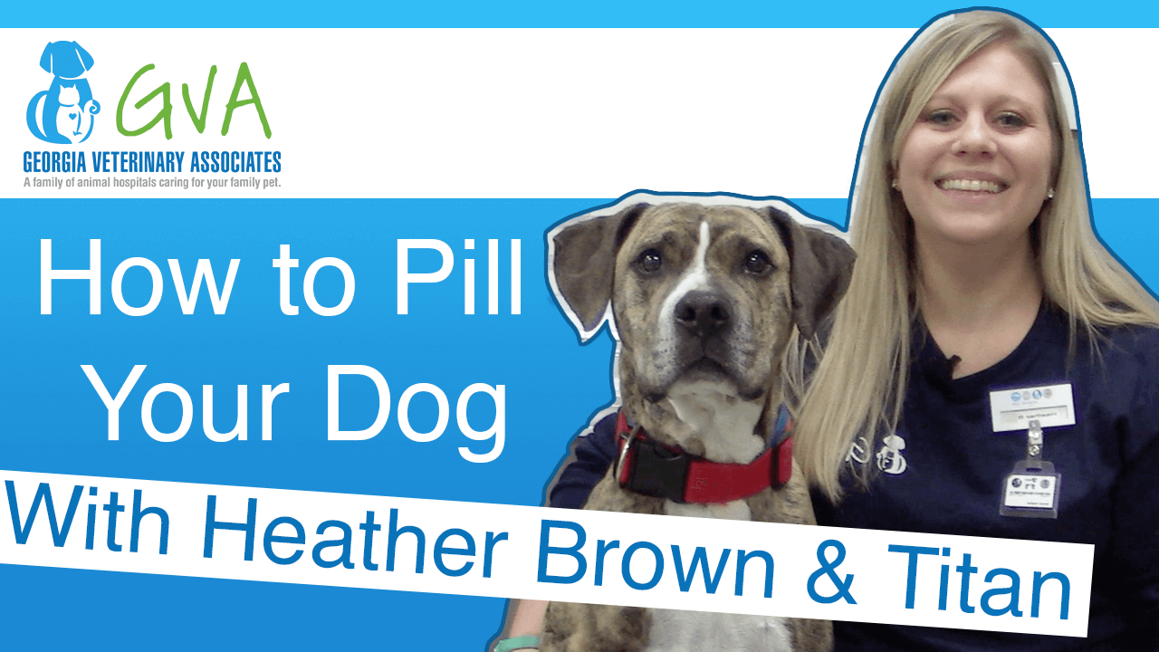 How To Pill Your Dog
