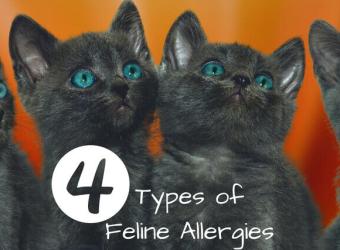 Four Types of Feline Allergies