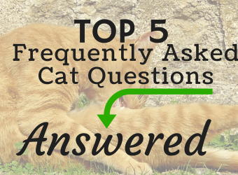 The Five Most Frequently Asked Cat Questions — Answered