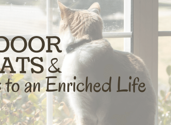 Indoor Cats: The Keys to an Enriched Life