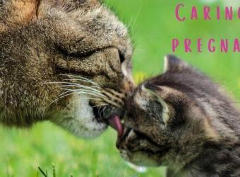 Pregnant Cat Care Tips