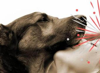 Signs of Fireworks Between You and Your Dog