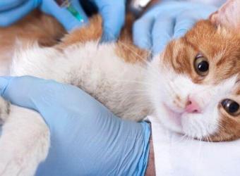 Are Low-Cost Vaccine Buses a Scam? Don&#039;t Put Your Pet at Risk