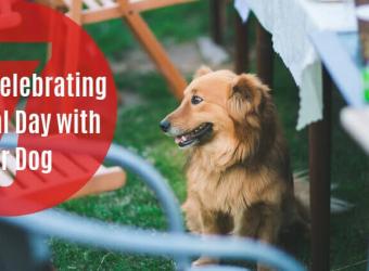 7 Tips for Celebrating Memorial Day with your Dog