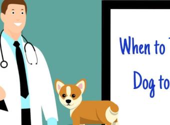 When to Take Your Dog to the Vet