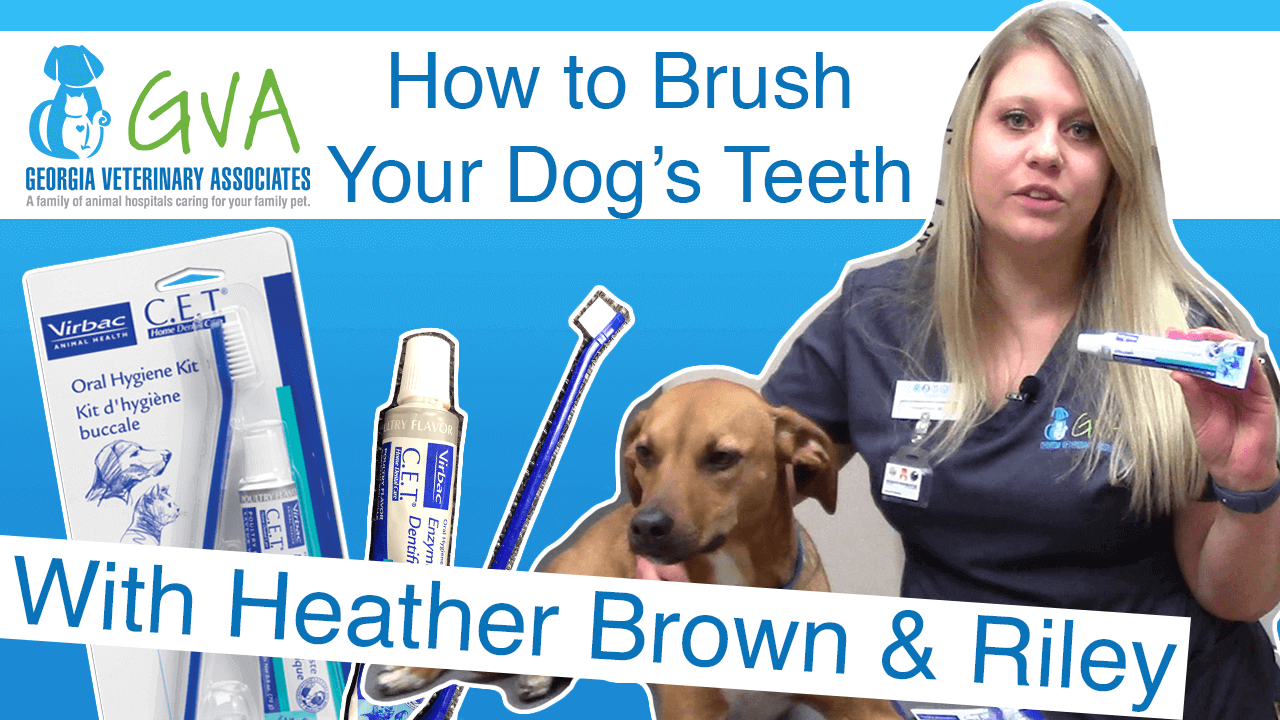 How To Teeth Brushing